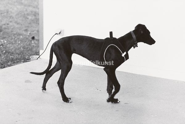 399 B6 Hund 8,1 × 12,3 cm